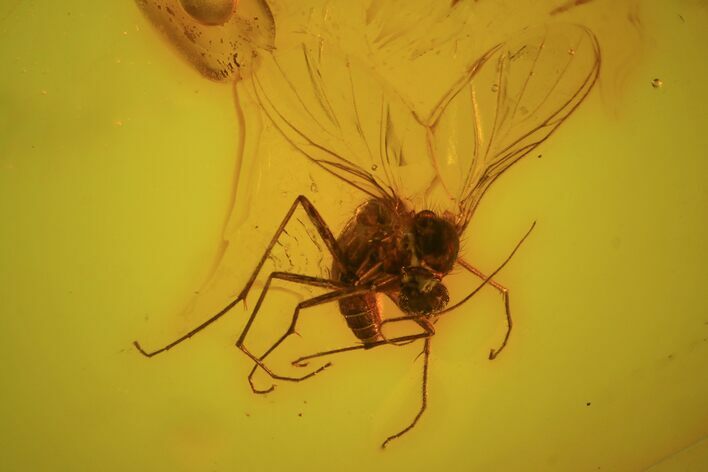 Detailed Fossil Fly (Nematocera) In Baltic Amber - Jewelry Quality #84633